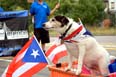 07.24.11.PuertoRicanDayParade.282